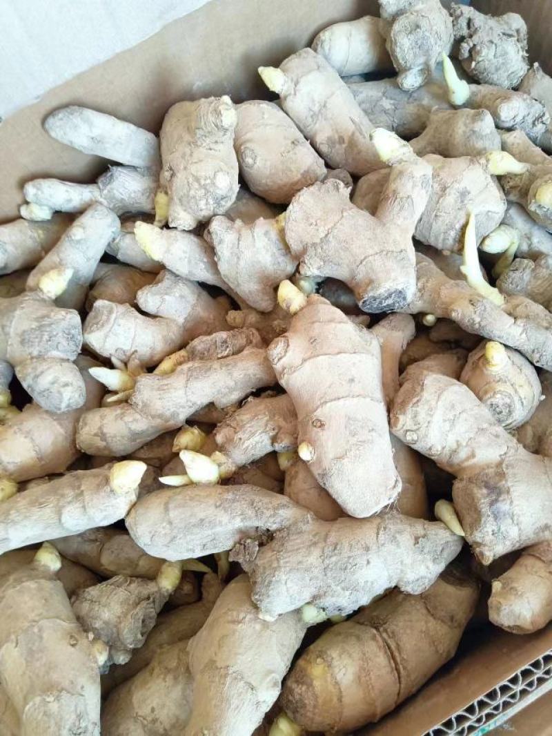 山东姜种高产脱毒姜种大量现货优质姜种产量高抗病毒