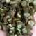 槲寄生，过筛，足干无杂质，货源充足，欢迎选购