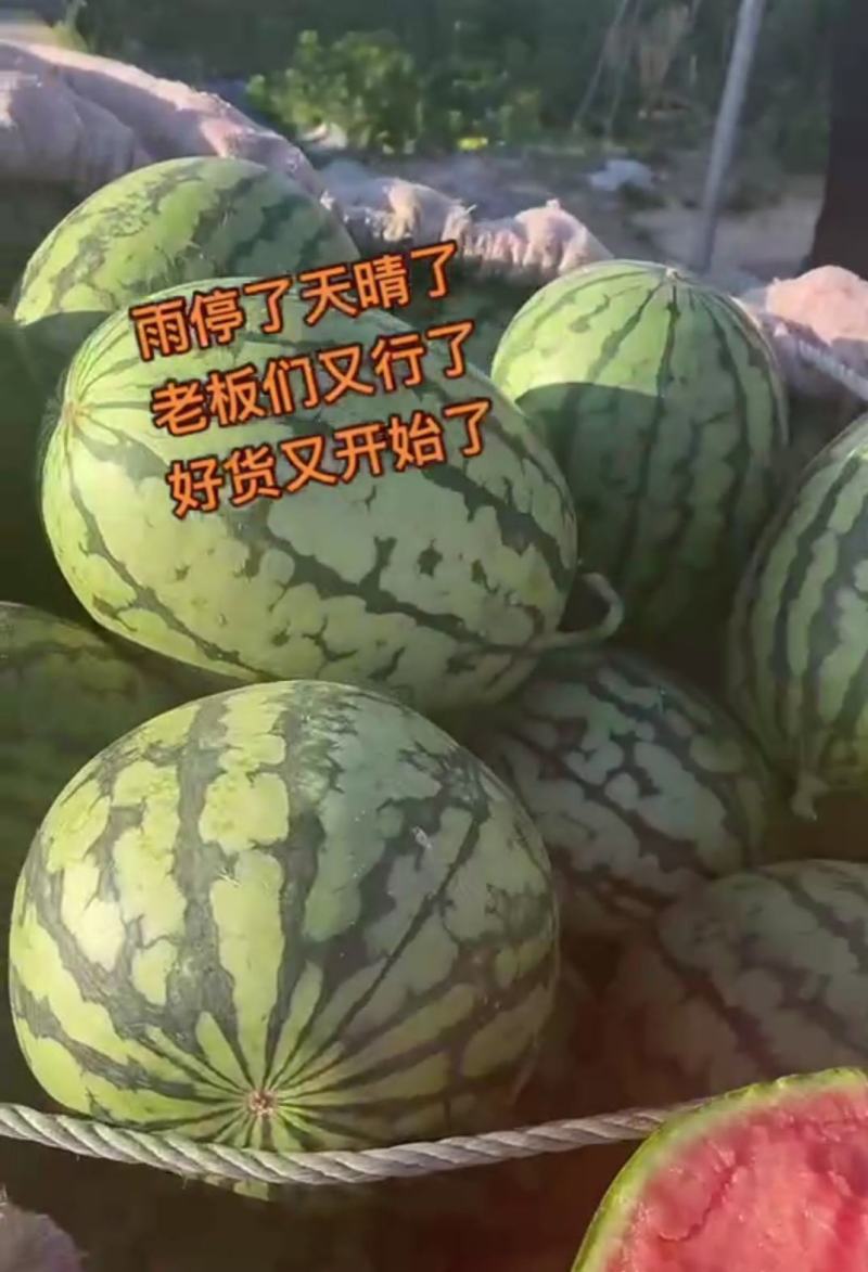 新货小糖丸西瓜大量供应糖度13～14、山东潍坊批发零