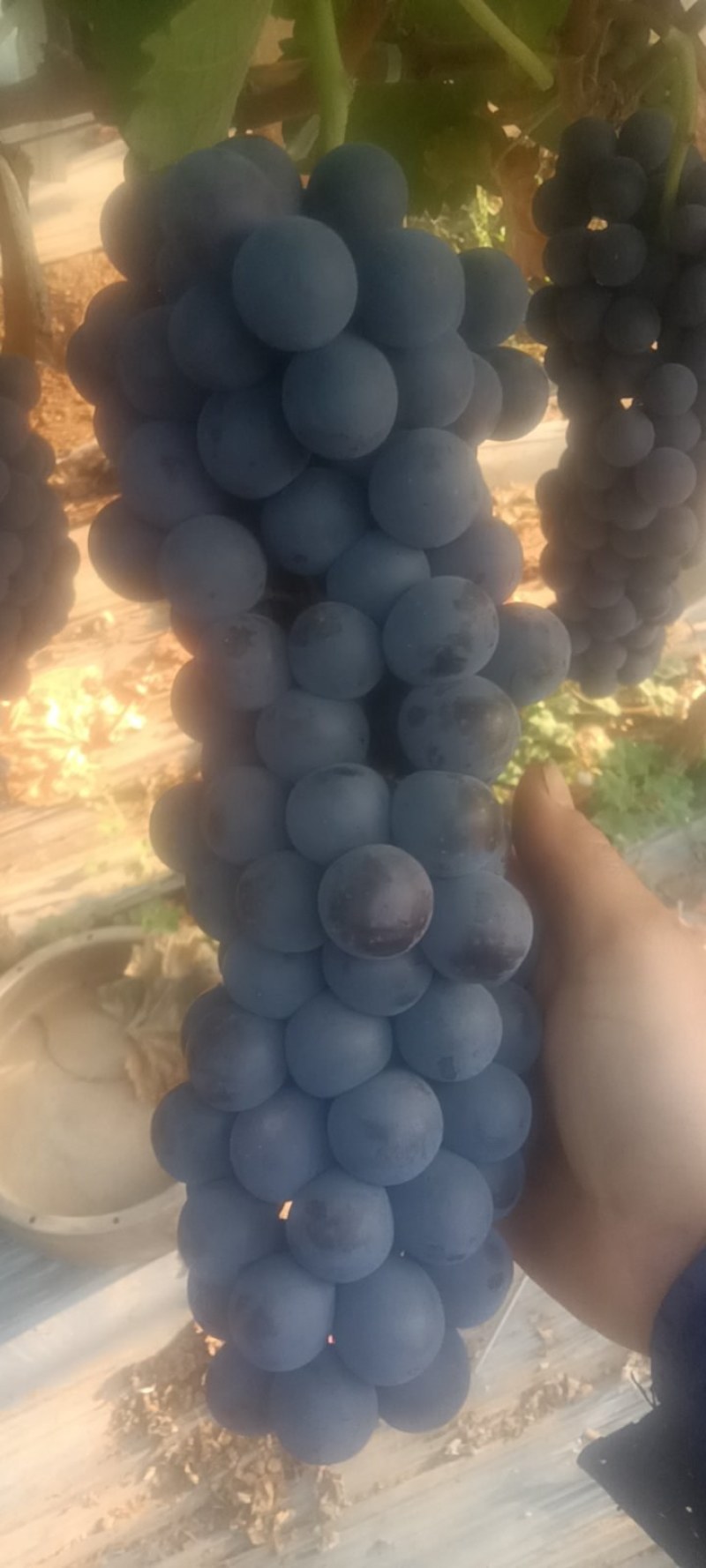 夏黑葡萄