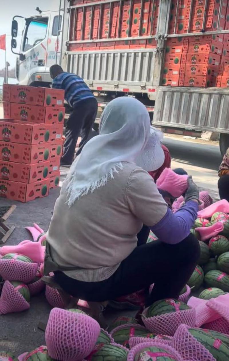 新货精品小糖丸西瓜大量供应山东产地批发可视频一条龙服务