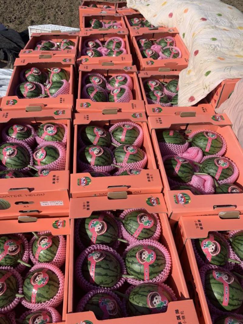 新货精品小糖丸西瓜大量供应山东产地批发可视频一条龙服务