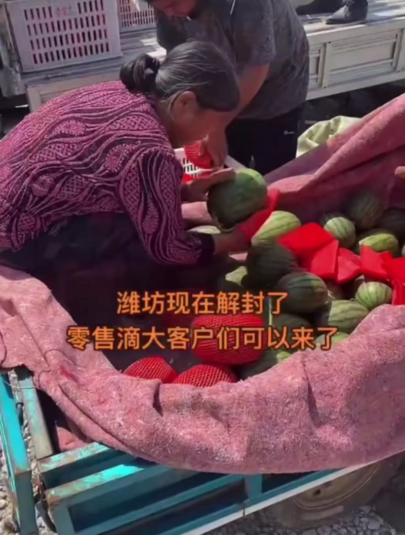 新货2k西瓜大量供应山东产地批发可视频一条龙服务