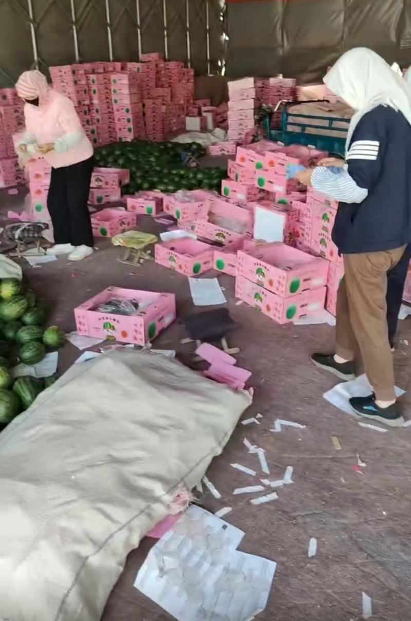 新货2k西瓜大量供应山东产地批发可视频一条龙服务