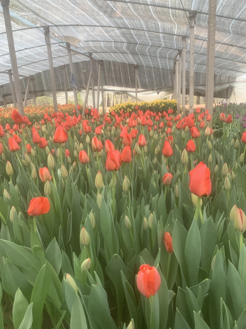 郁金香花海景观绿化工程鲜切花家庭插花水培土培