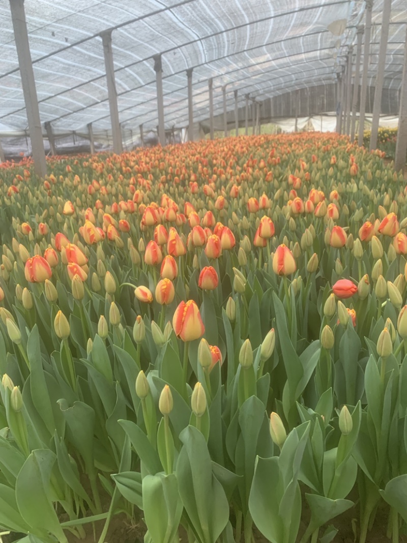 郁金香花海景观绿化工程鲜切花家庭插花水培土培