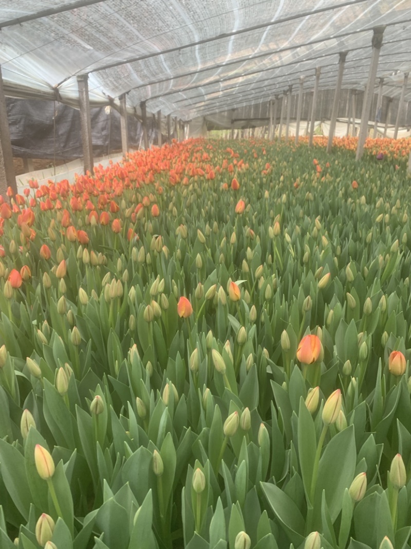 郁金香花海景观绿化工程鲜切花家庭插花水培土培