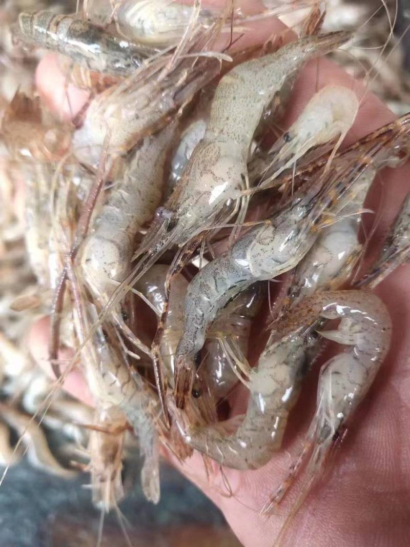 河虾