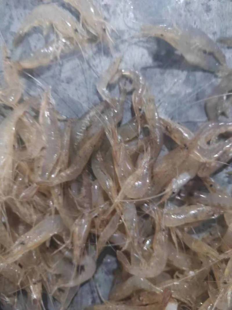 河虾