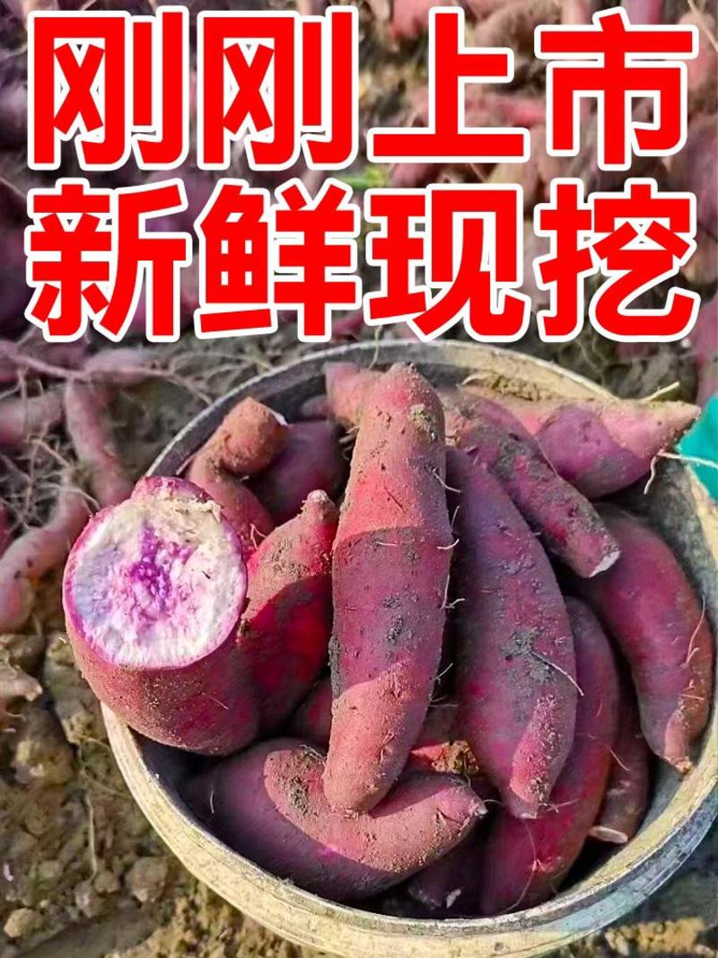 广东沙地红薯[冰激凌红薯]粉糯香甜承接电商，市场品质保证