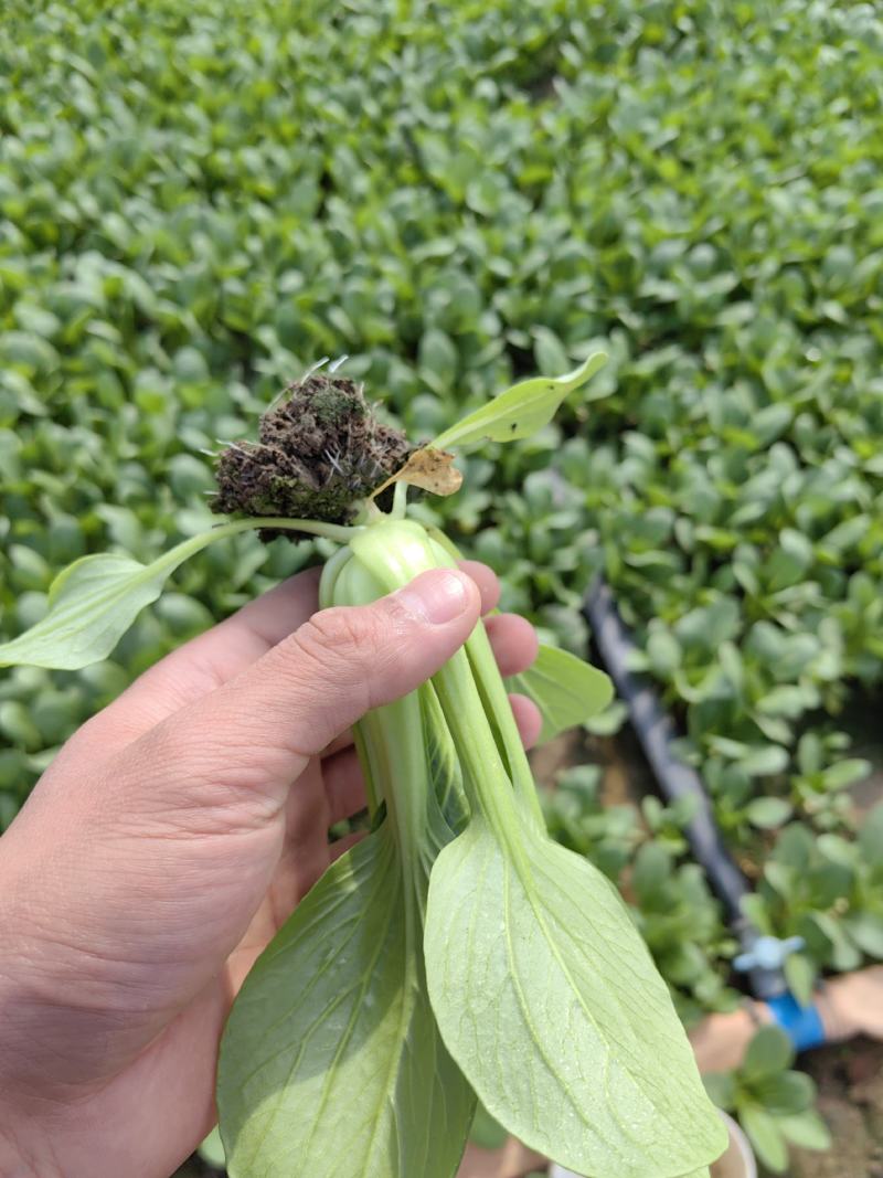 太和小油菜上海青小油菜万亩基地代收代发可基地看货