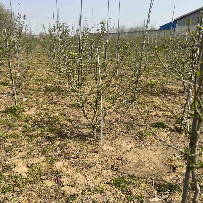 大量供应中华木绣球斗球1-8公分