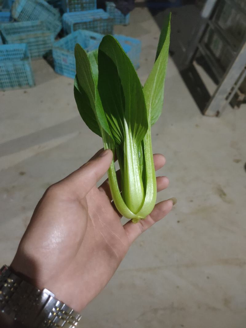 油菜/上海青/小油菜/山东小油菜/山东青菜/全国发货
