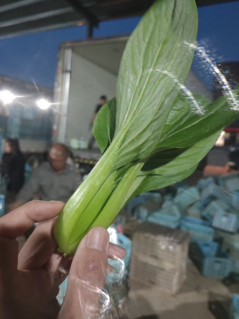 油菜/上海青/小油菜/山东小油菜/山东青菜/全国发货