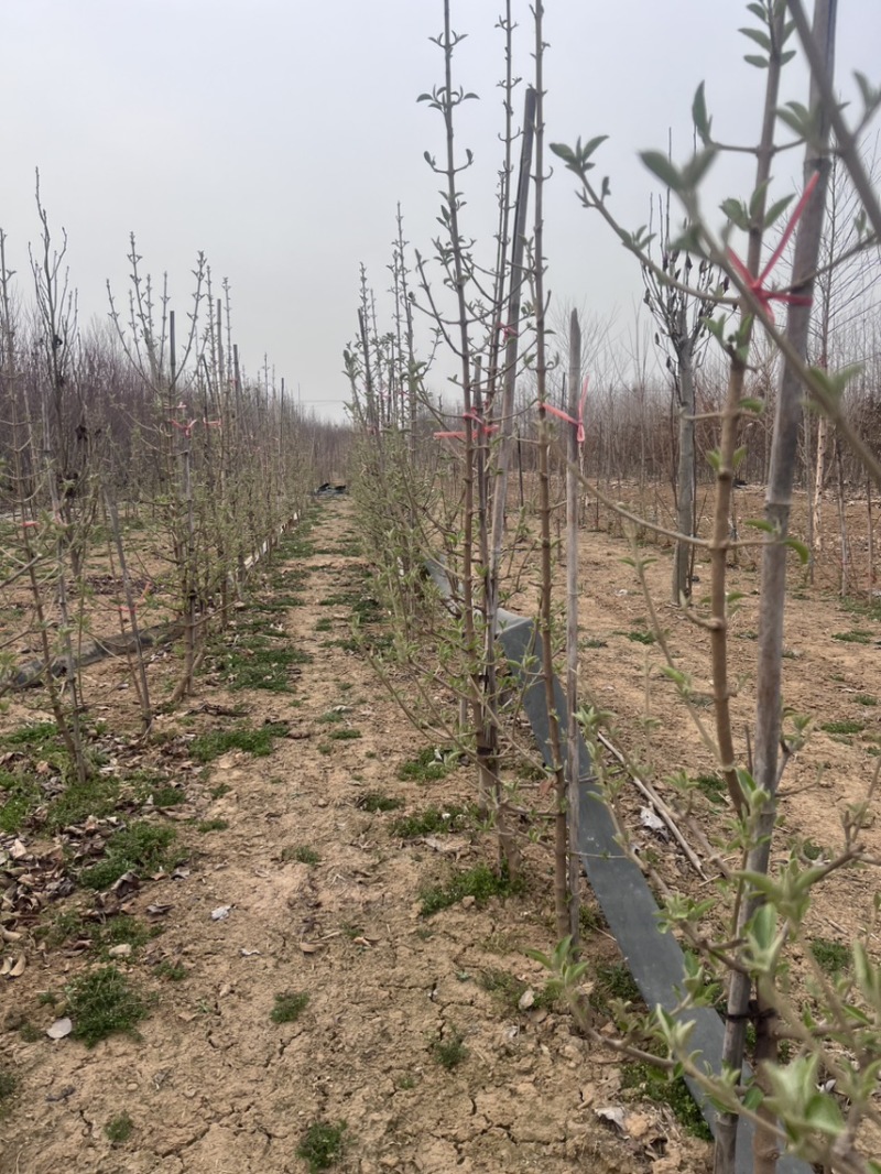 大量供应中华木绣球斗球1-8公分