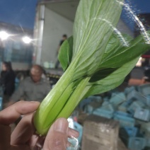 油菜/上海青/小油菜/山东小油菜/山东青菜/全国发货