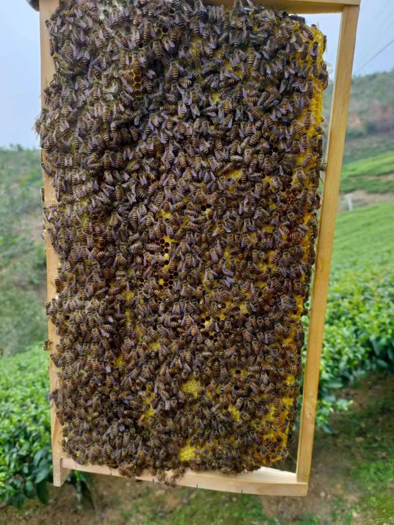 农家正宗土蜂蜜无加工冬蜜鸭脚树蜜