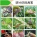 70%嘧霉胺农药杀菌剂葡萄草莓番茄灰霉病叶霉病