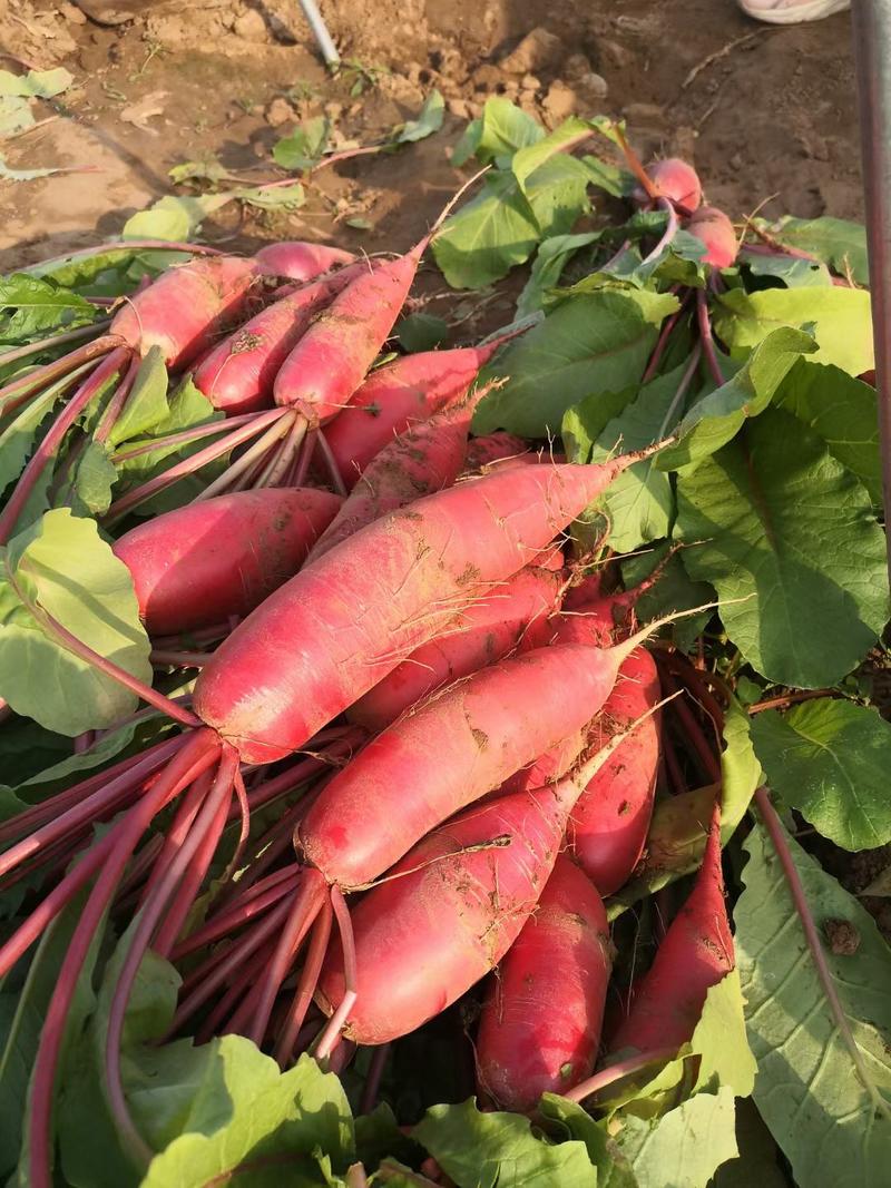 〔实力〕红皮萝卜产地代收代发对接市场电商货商超0.4斤起