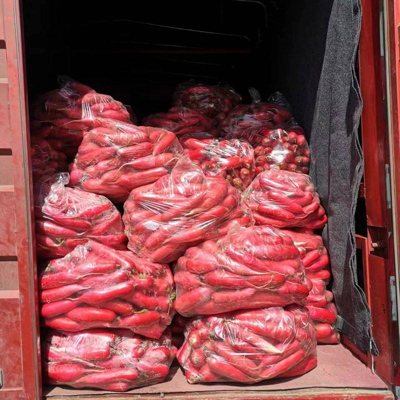 〔实力〕红皮萝卜产地代收代发对接市场电商货商超0.4斤起