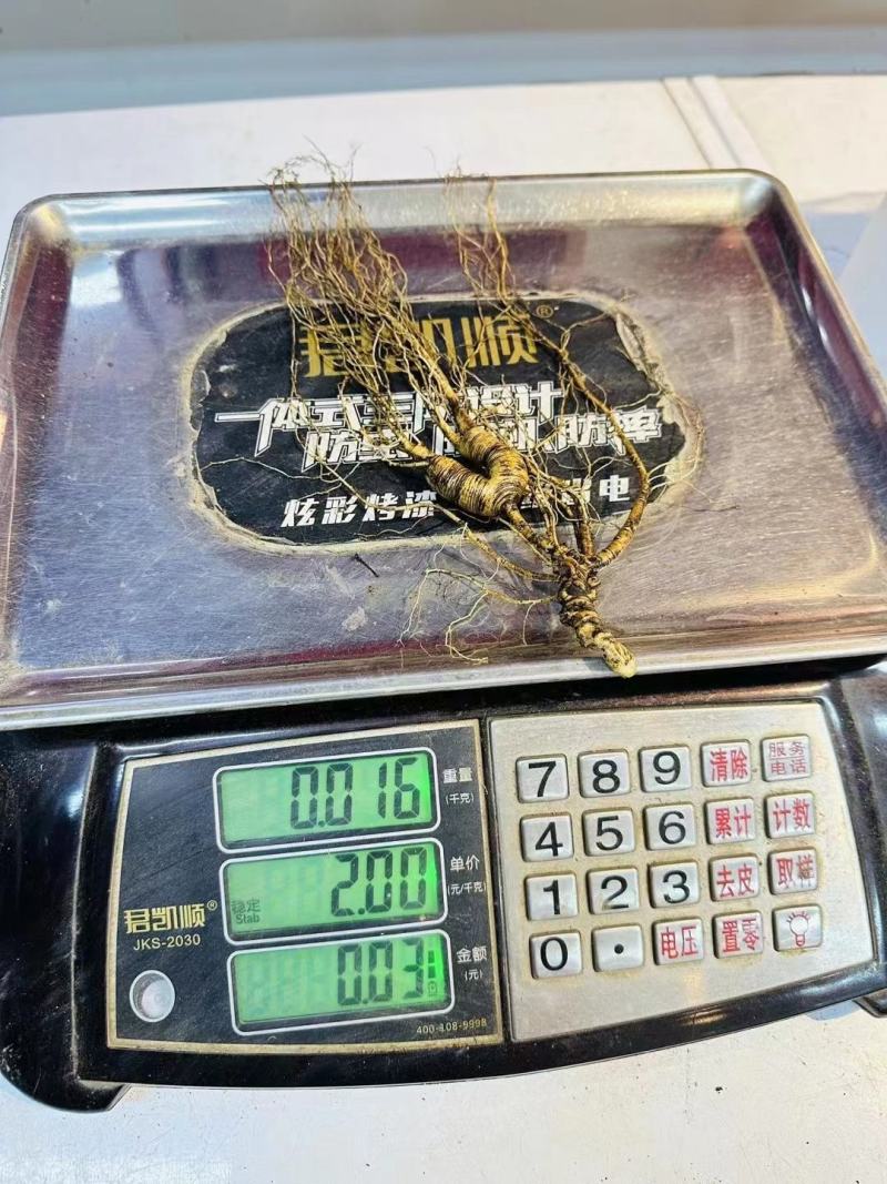 高年份货林下参