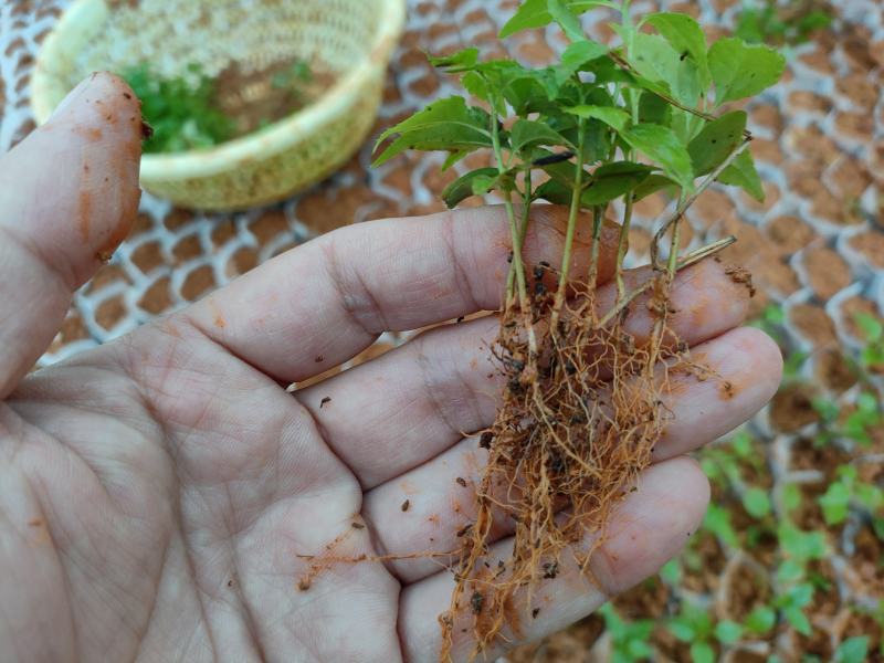 岗梅祼根苗岗梅芽苗大量供应基地直销价钱优惠