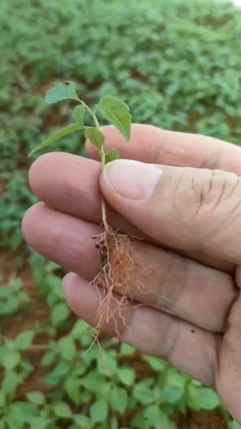 岗梅祼根苗岗梅芽苗大量供应基地直销价钱优惠