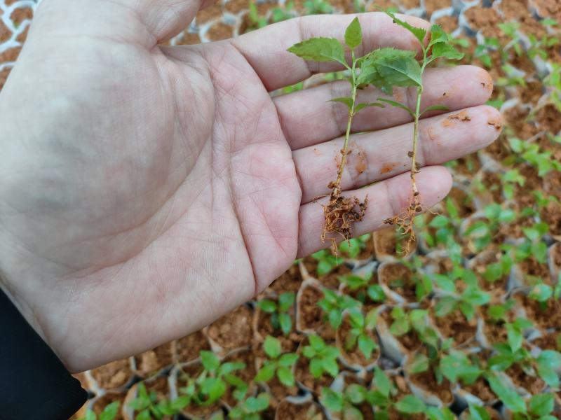 岗梅祼根苗岗梅芽苗大量供应基地直销价钱优惠