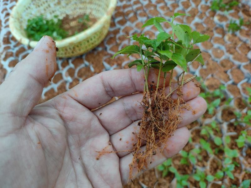 岗梅祼根苗岗梅芽苗大量供应基地直销价钱优惠