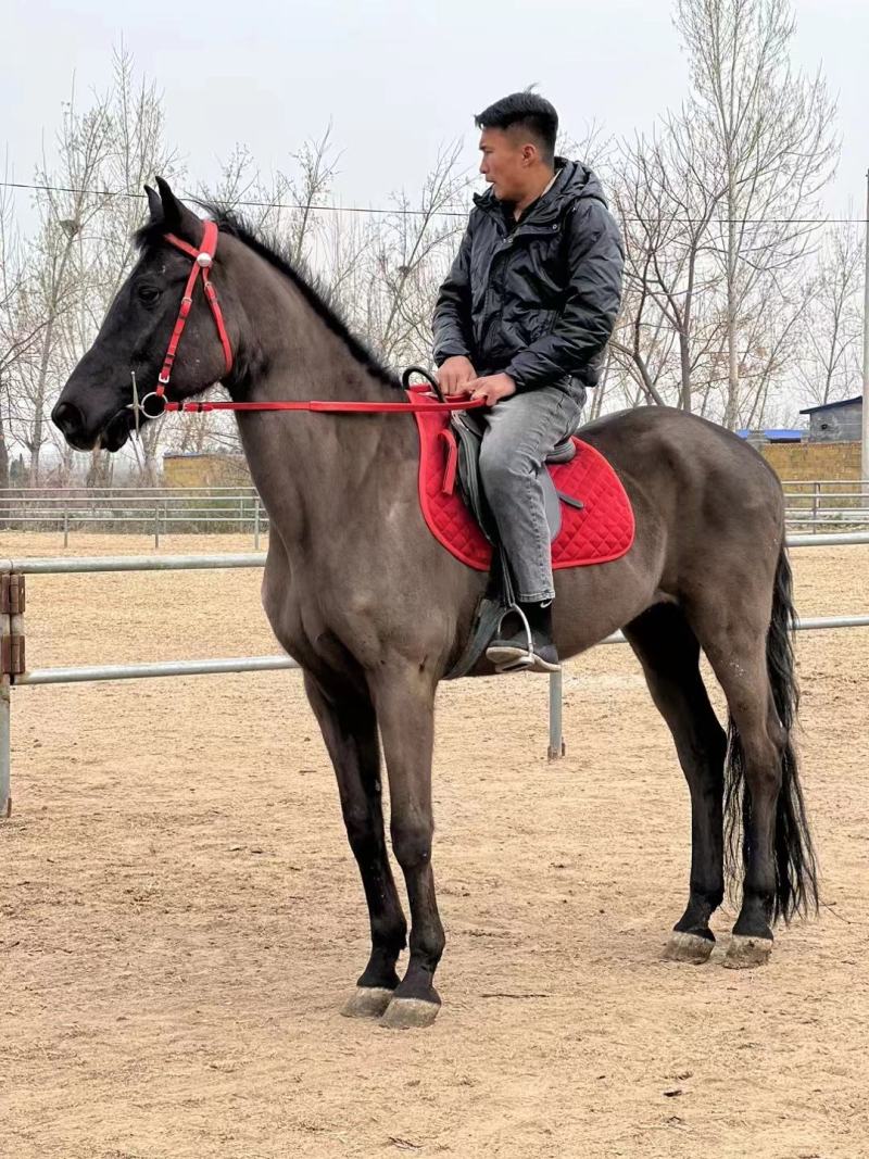 售各种训成马、矮马、大马