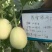 鼎雪脆梨甜瓜种子早熟高糖18度不裂瓜抗病结果多耐低温