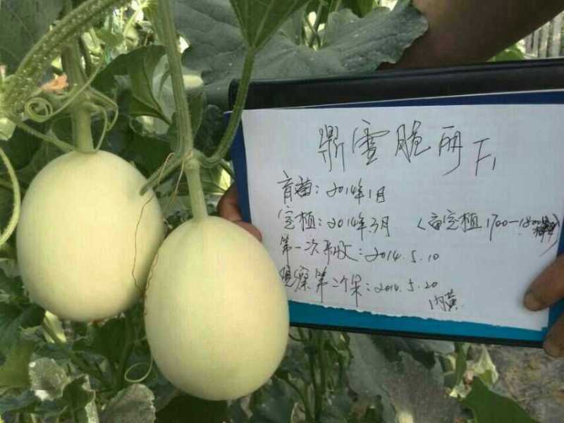 鼎雪脆梨甜瓜种子早熟高糖18度不裂瓜抗病结果多耐低温