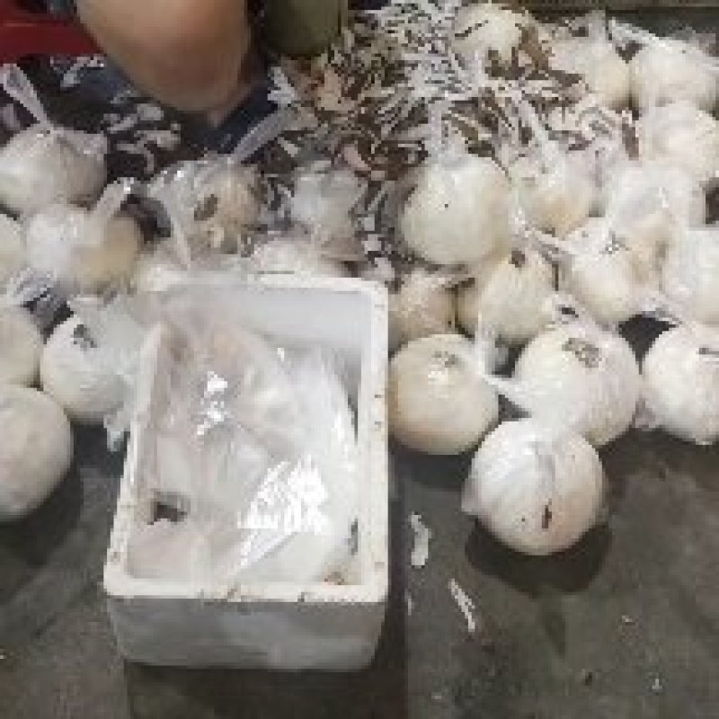 椰子