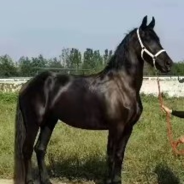 售各种训成马、矮马、大马