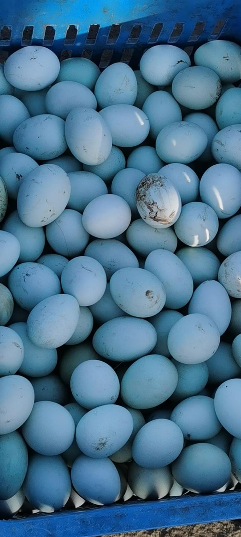 江苏绿壳鸡蛋养殖基地，本场长年供应优质土鸡蛋，绿壳鸡蛋！