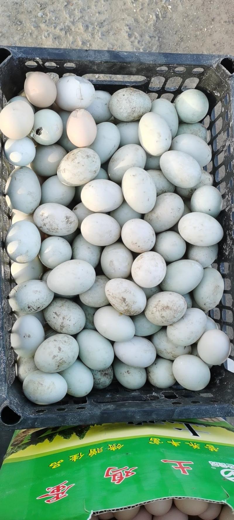 江苏绿壳鸡蛋养殖基地，本场长年供应优质土鸡蛋，绿壳鸡蛋！