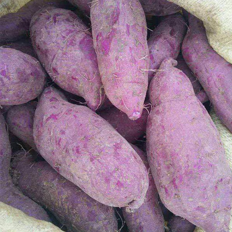 广东沙地红薯《冰激凌番薯》产地直采，品质保证对接电商，市