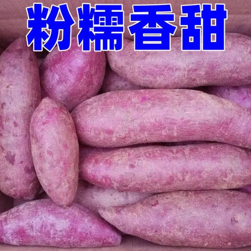 广东沙地红薯《冰激凌番薯》产地直采，品质保证对接电商，市