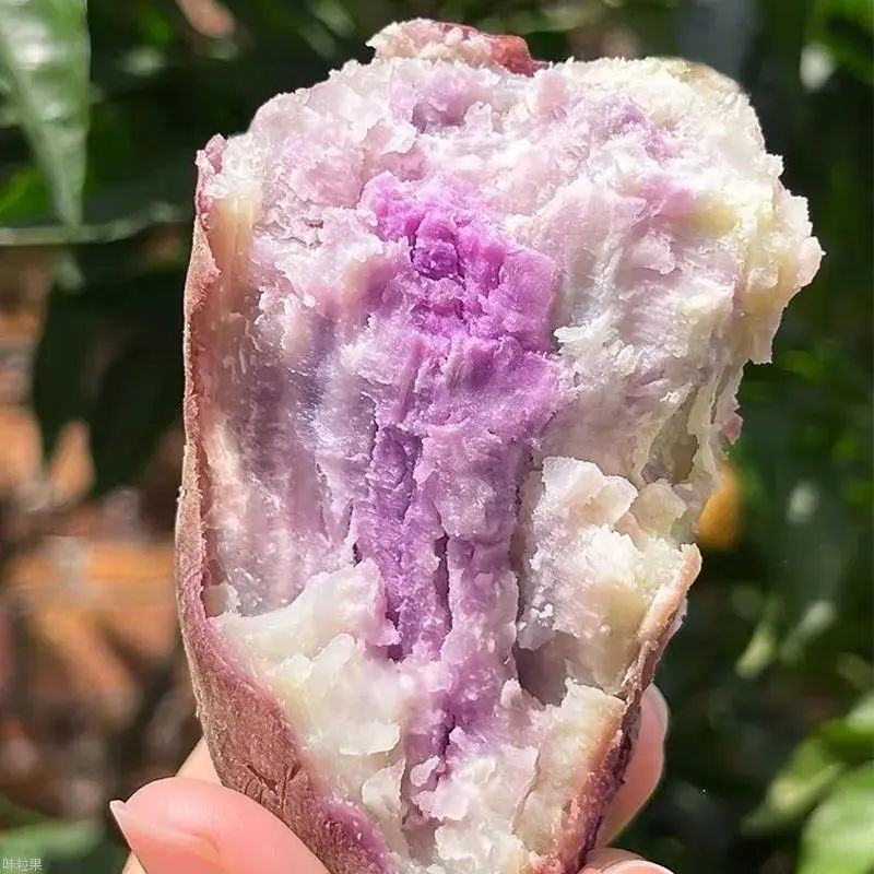 广东沙地红薯《冰激凌番薯》产地直采，品质保证对接电商，市