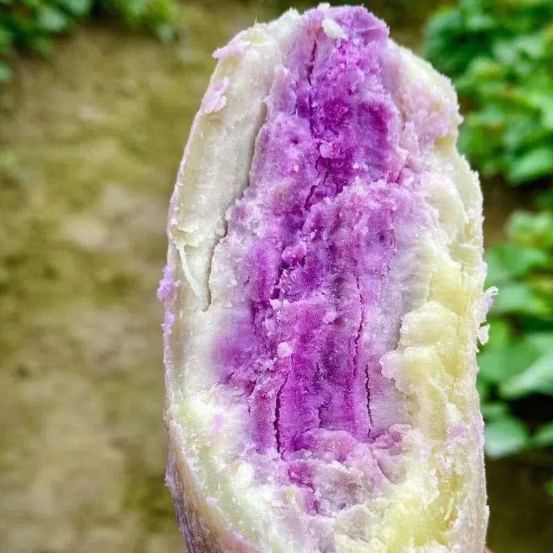 广东沙地红薯《冰激凌番薯》产地直采，品质保证对接电商，市
