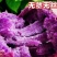 广东沙地红薯《冰激凌番薯》产地直采，品质保证对接电商，市