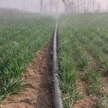 山东微喷带——农用水带，适合大田灌溉欢迎各位老板洽谈合作