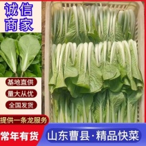 曹县小白菜奶白菜大量供应货源充足诚信合作欢迎采购