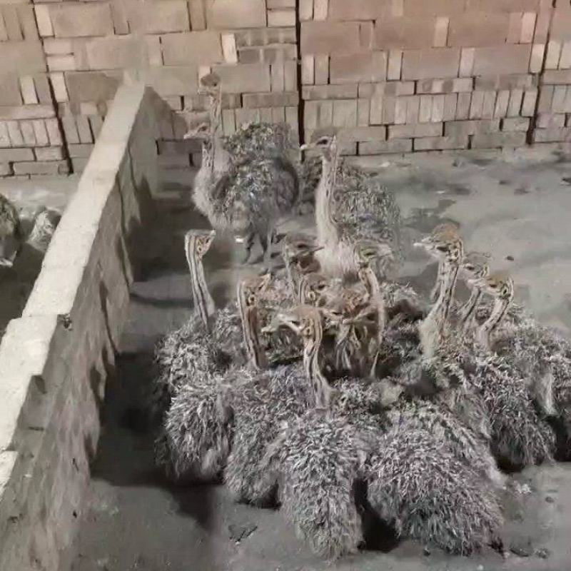 澳州