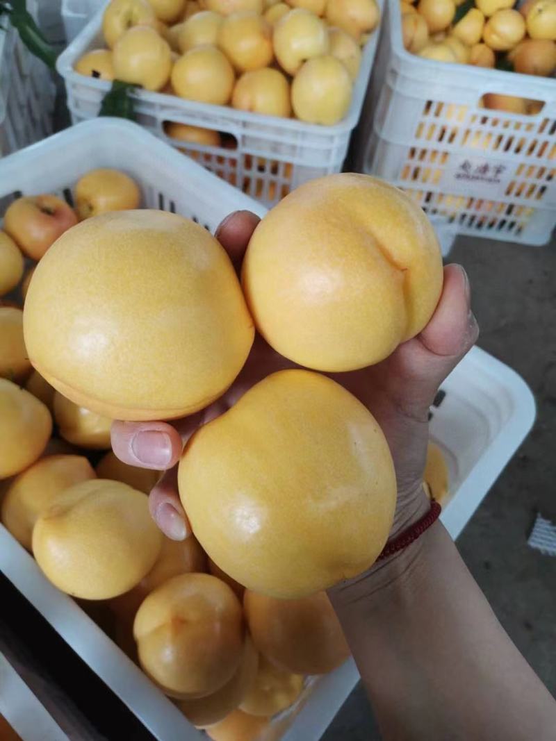 山东大棚油桃新鲜上市，红皮黄肉，纯甜，黄油桃同步上市。