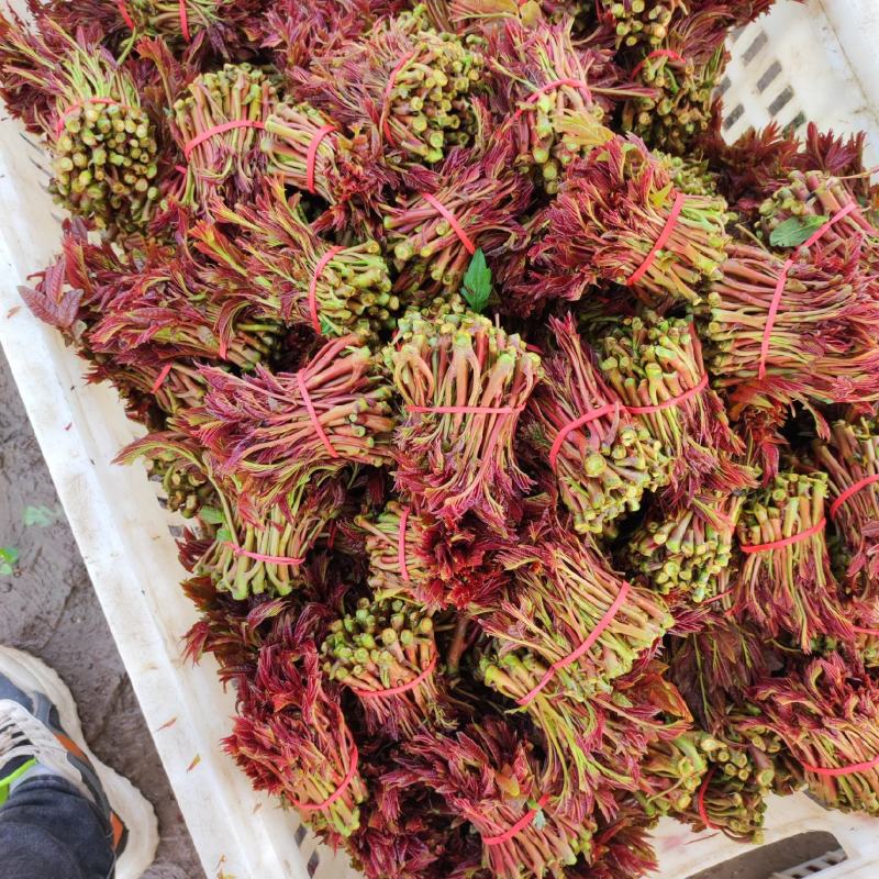 大竹香椿二荐芽大量上市质量好价不贵需要的联系
