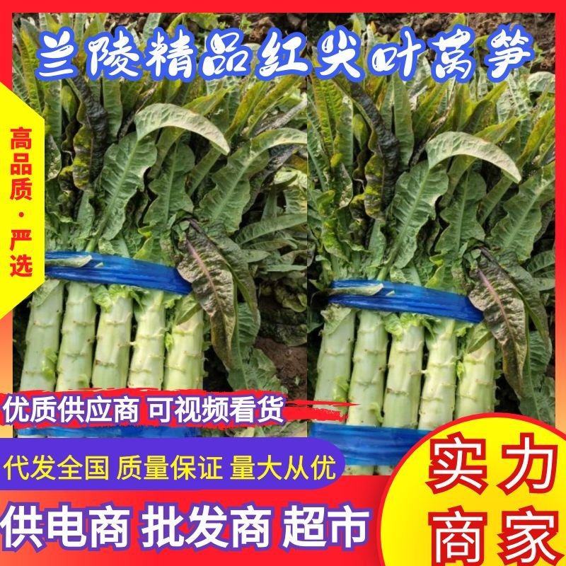 山东精品莴笋红尖叶莴笋万亩基地质量保证供全国商超