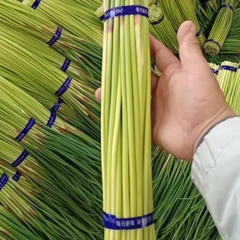 一级蒜苔