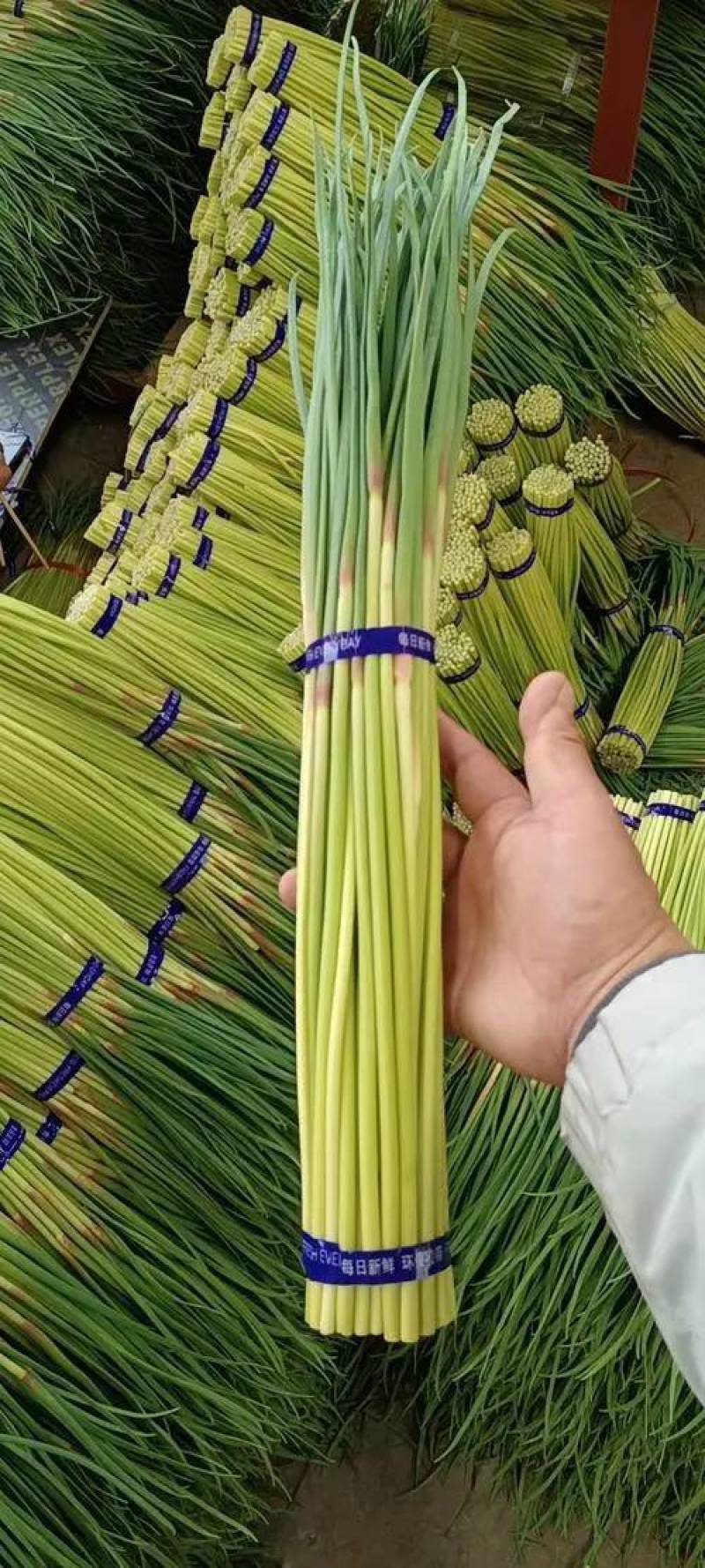 一级蒜苔