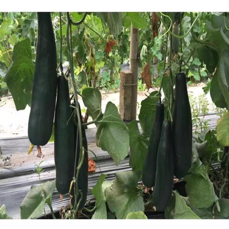 青甜蜜羊角蜜甜瓜种子早熟黑墨绿色肉色淡绿抗病松脆高糖